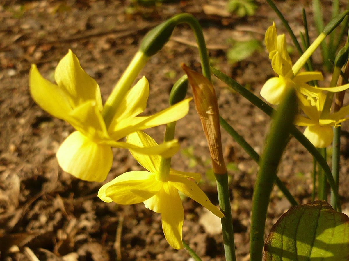 Narcissus assoanus (Amaryllidaceae)